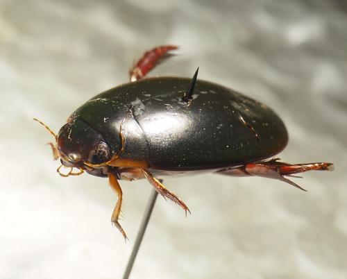 Réf. 331 960 : Megadytes sp.